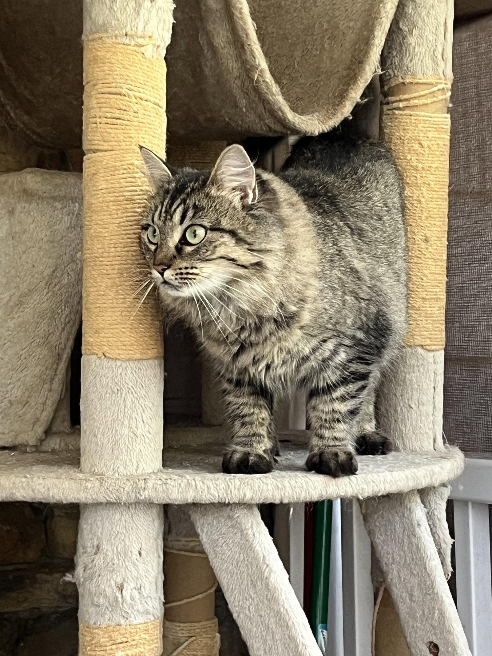 Enlarge Esther, a Adoptable mixed breed in Rural Hall, NC image 1/2