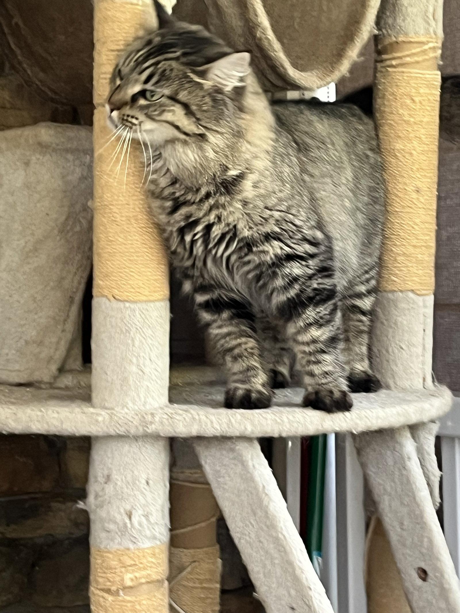 Enlarge Esther, a Adoptable mixed breed in Rural Hall, NC image 2/2