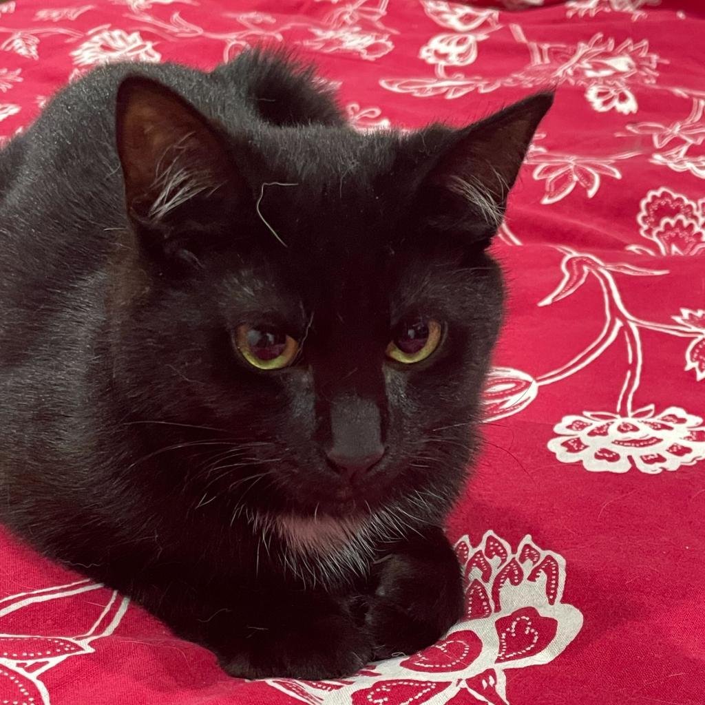 Enlarge Jeremy, a Adoptable Domestic Short Hair in Brooklyn, NY image 1/1