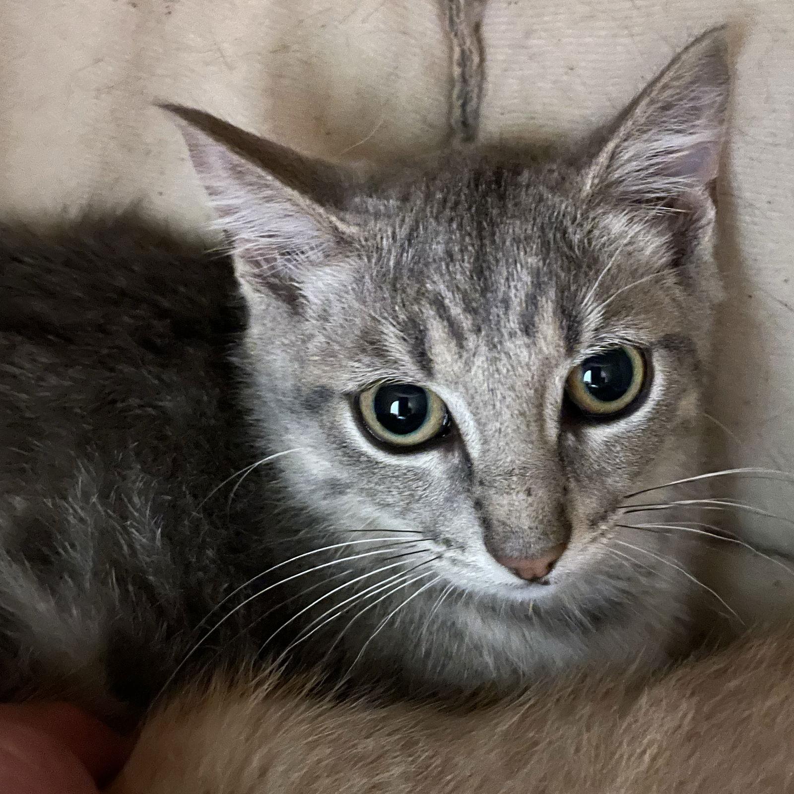 Enlarge Stella Artois, a Adoptable mixed breed in Island Lake, IL image 1/3