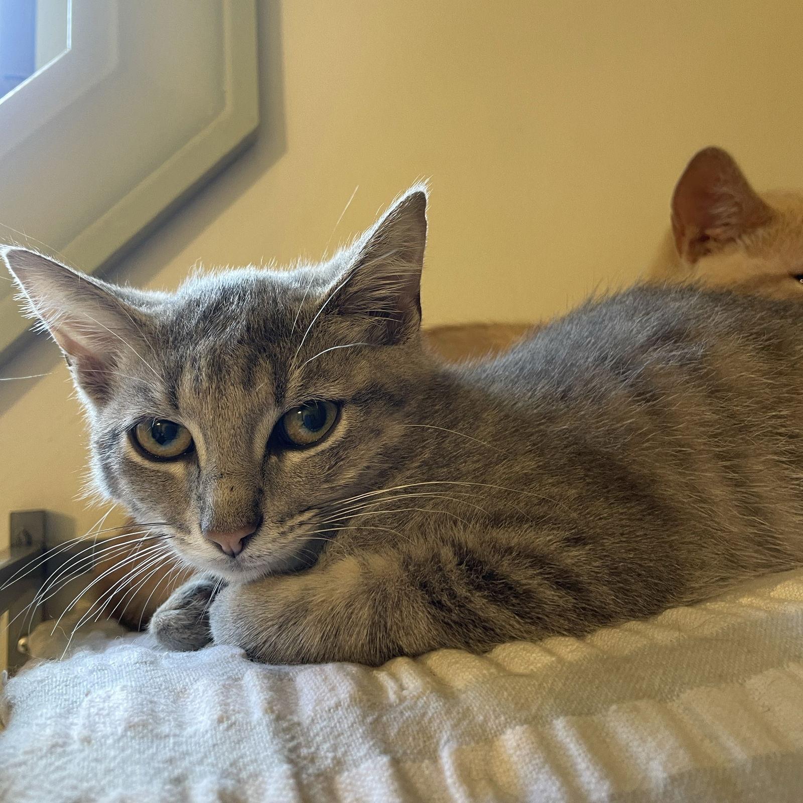 Stella Artois, Adoptable, Adult Female Domestic Short Hair & Tabby.