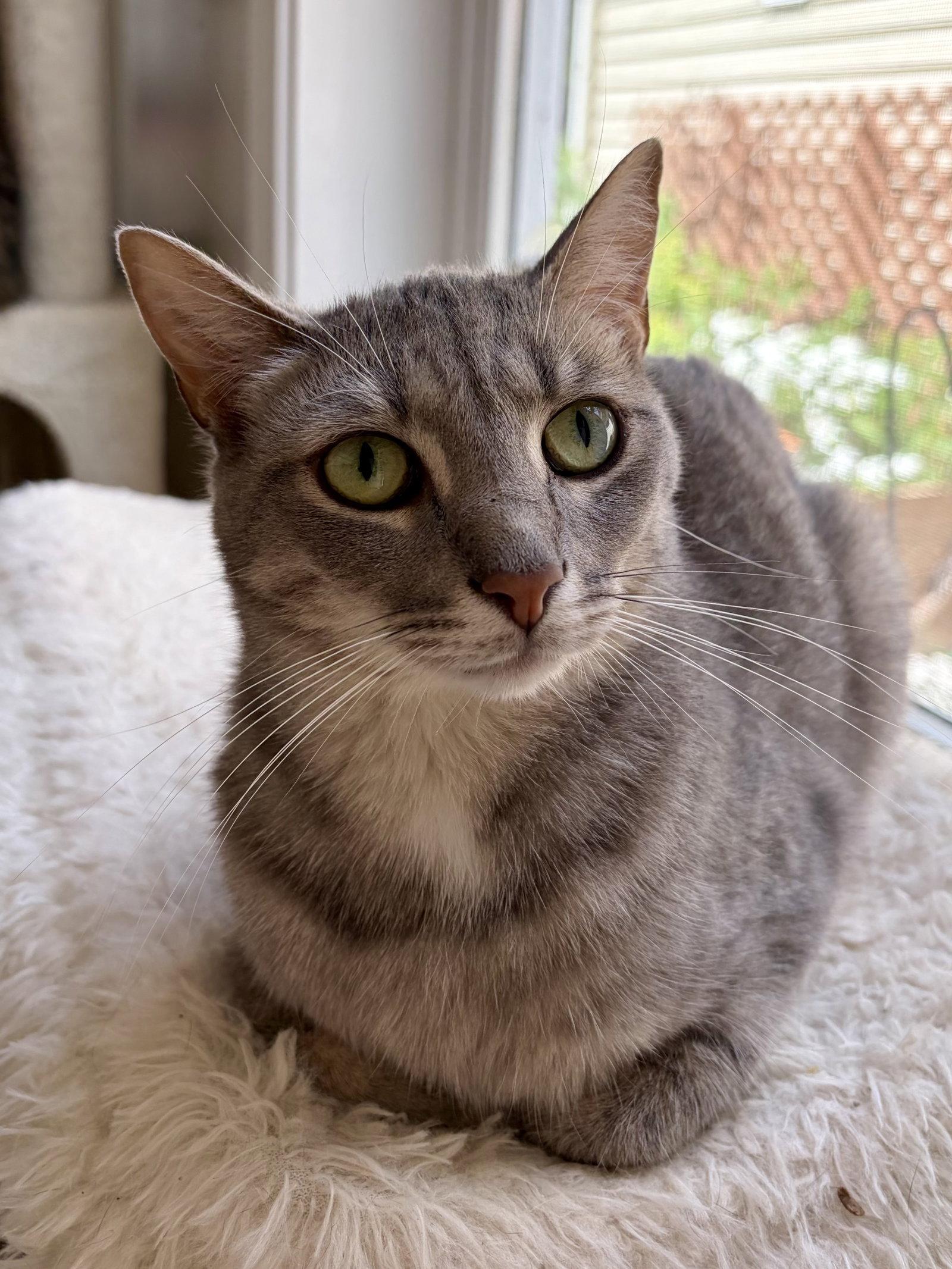 Enlarge Stella Artois, a Adoptable mixed breed in Island Lake, IL image 1/3