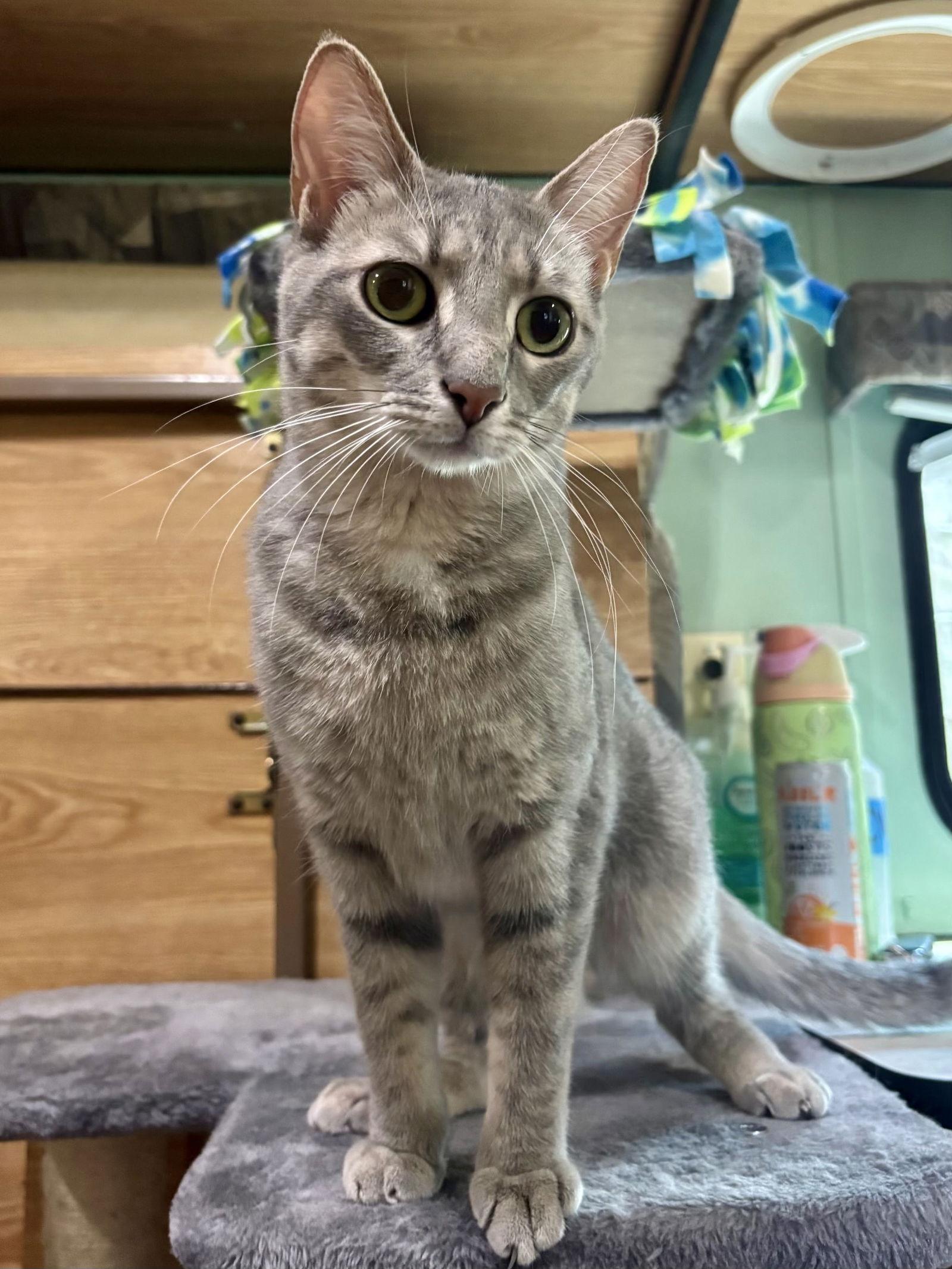 Stella Artois, Adoptable, Adult Female Domestic Short Hair & Tabby.