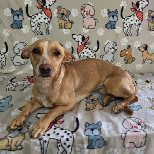 Tessa, a Adoptable mixed breed in Dallas, GA image 3/3