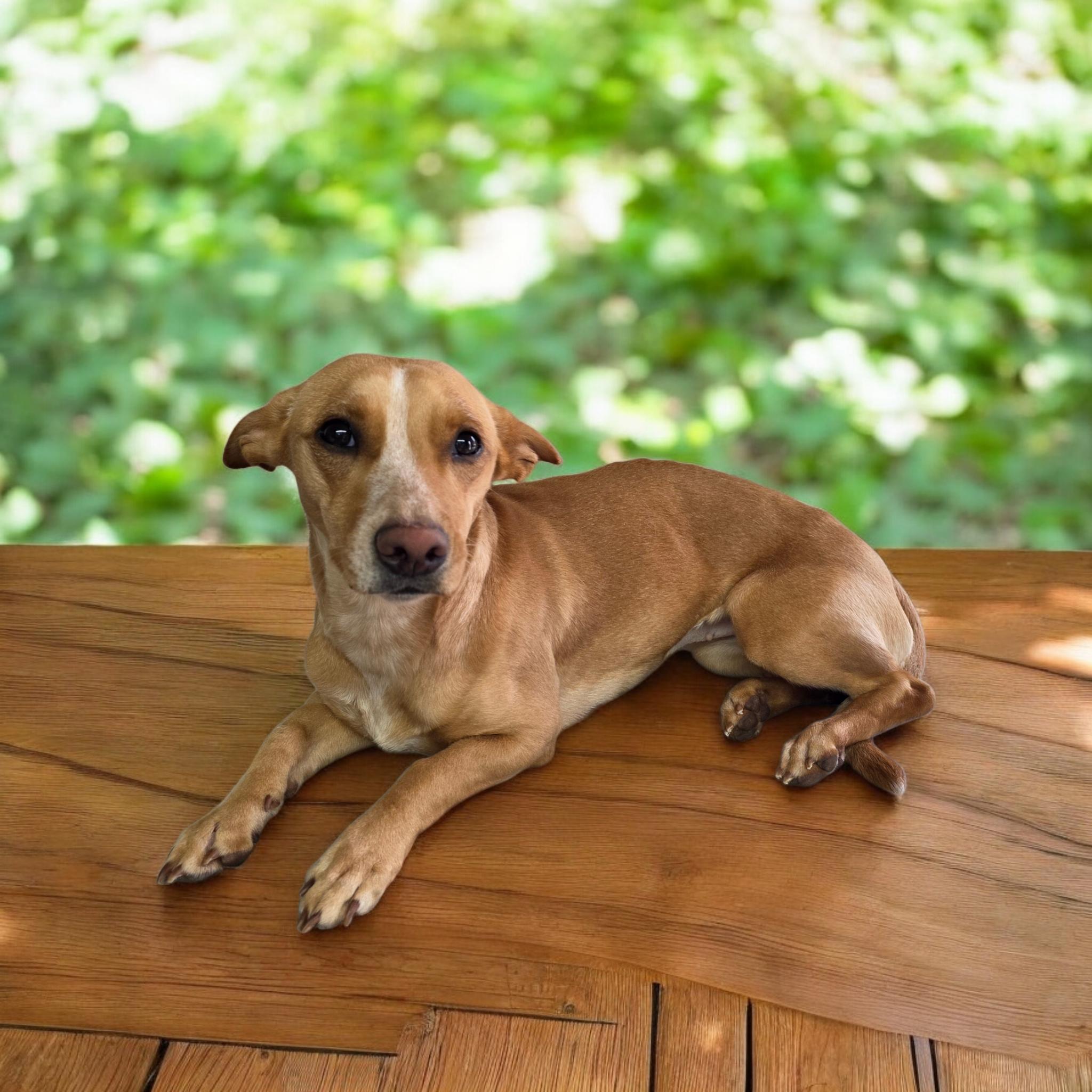 Tessa, a Adoptable mixed breed in Dallas, GA image 1/3