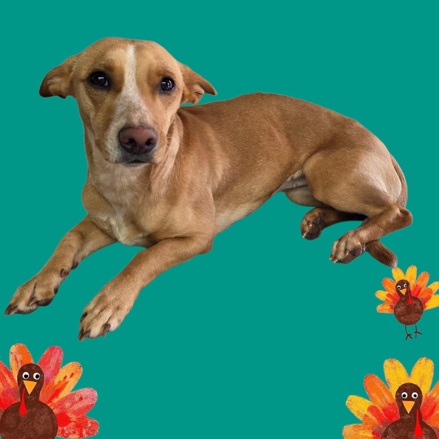 Tessa, a Adoptable mixed breed in Dallas, GA image 2/3