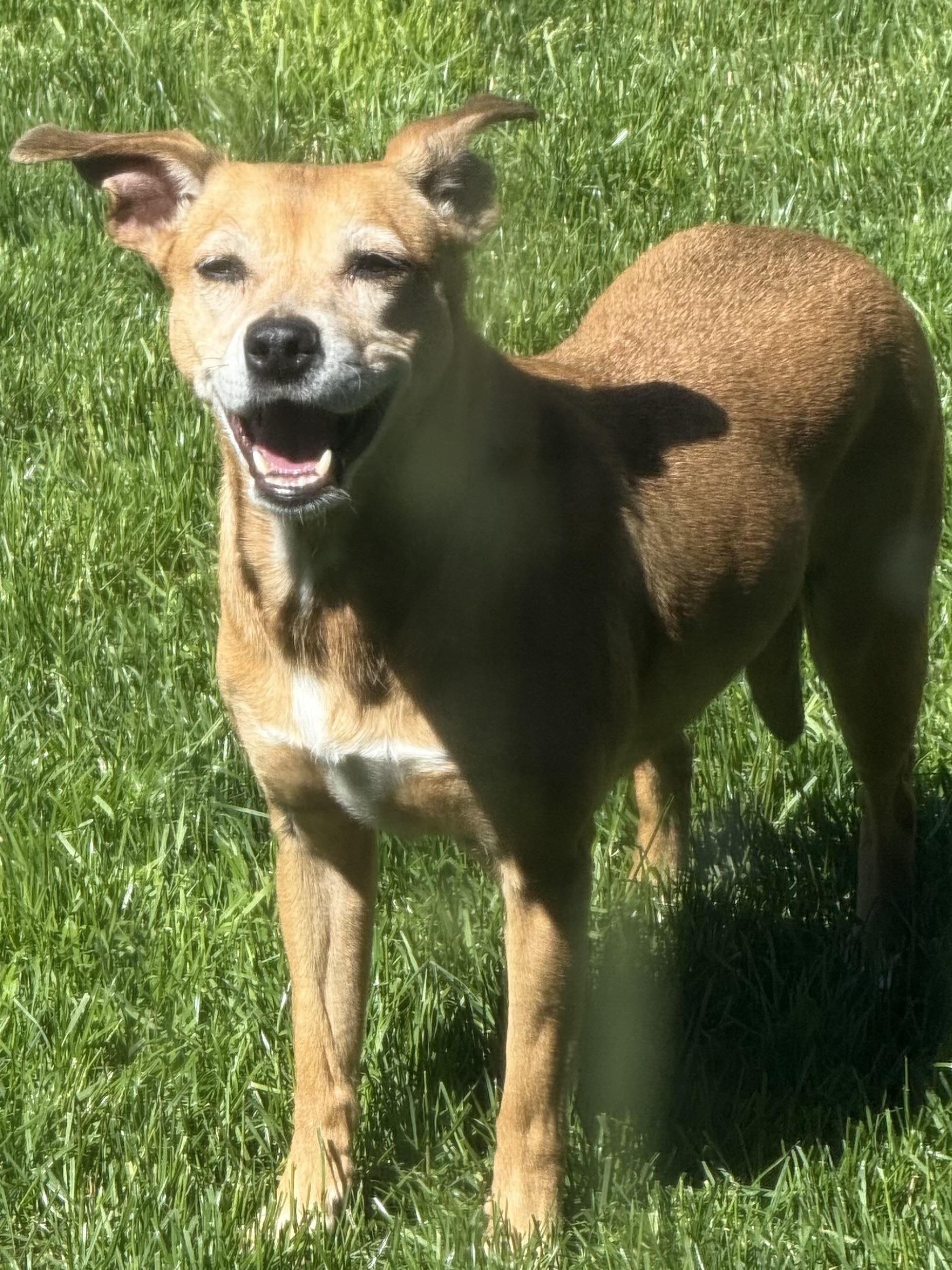 Enlarge Becky, a ADOPTABLE mixed breed in Silvana, WA image 1/2