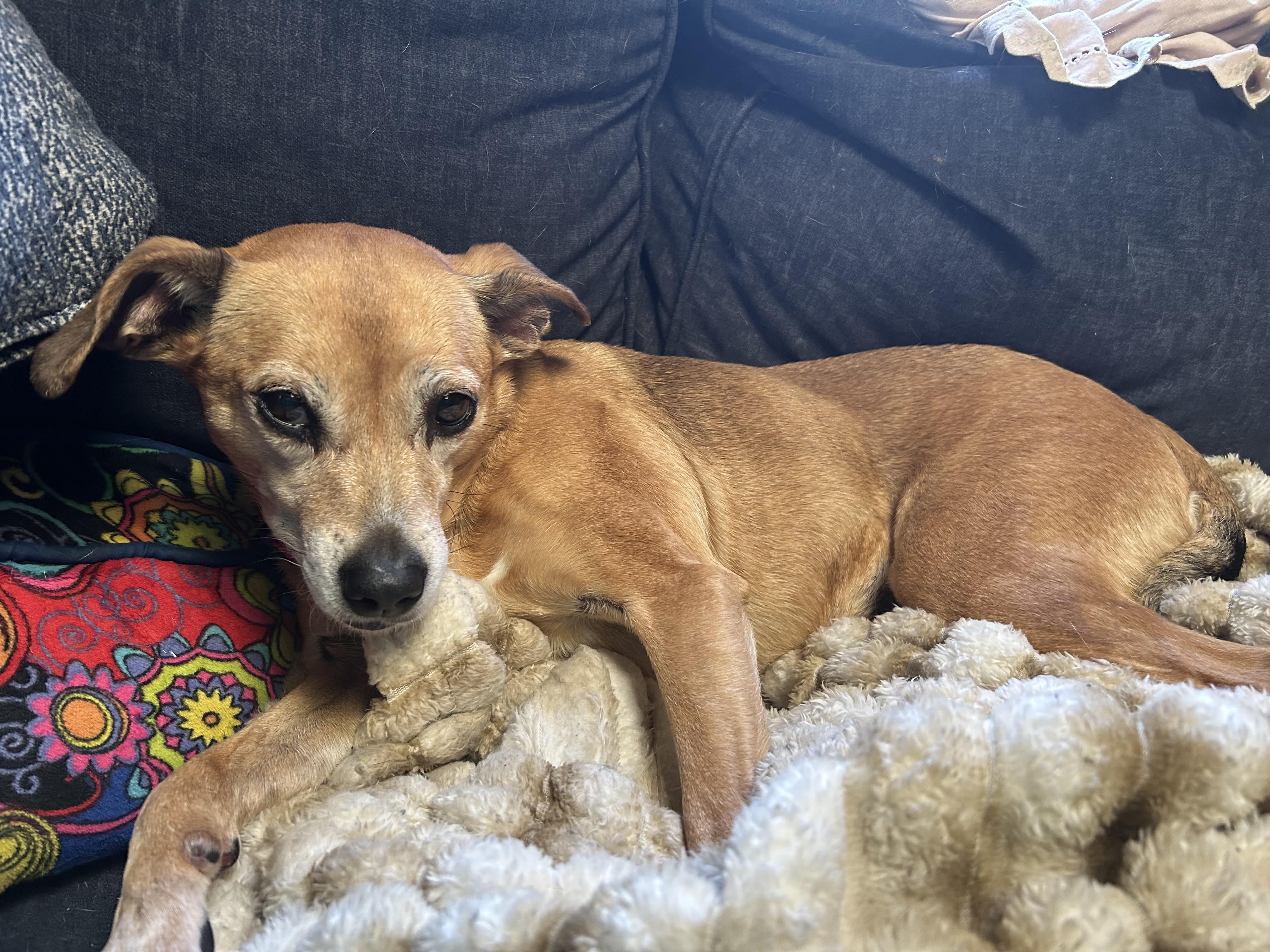 Enlarge Becky, a ADOPTABLE mixed breed in Silvana, WA image 2/2