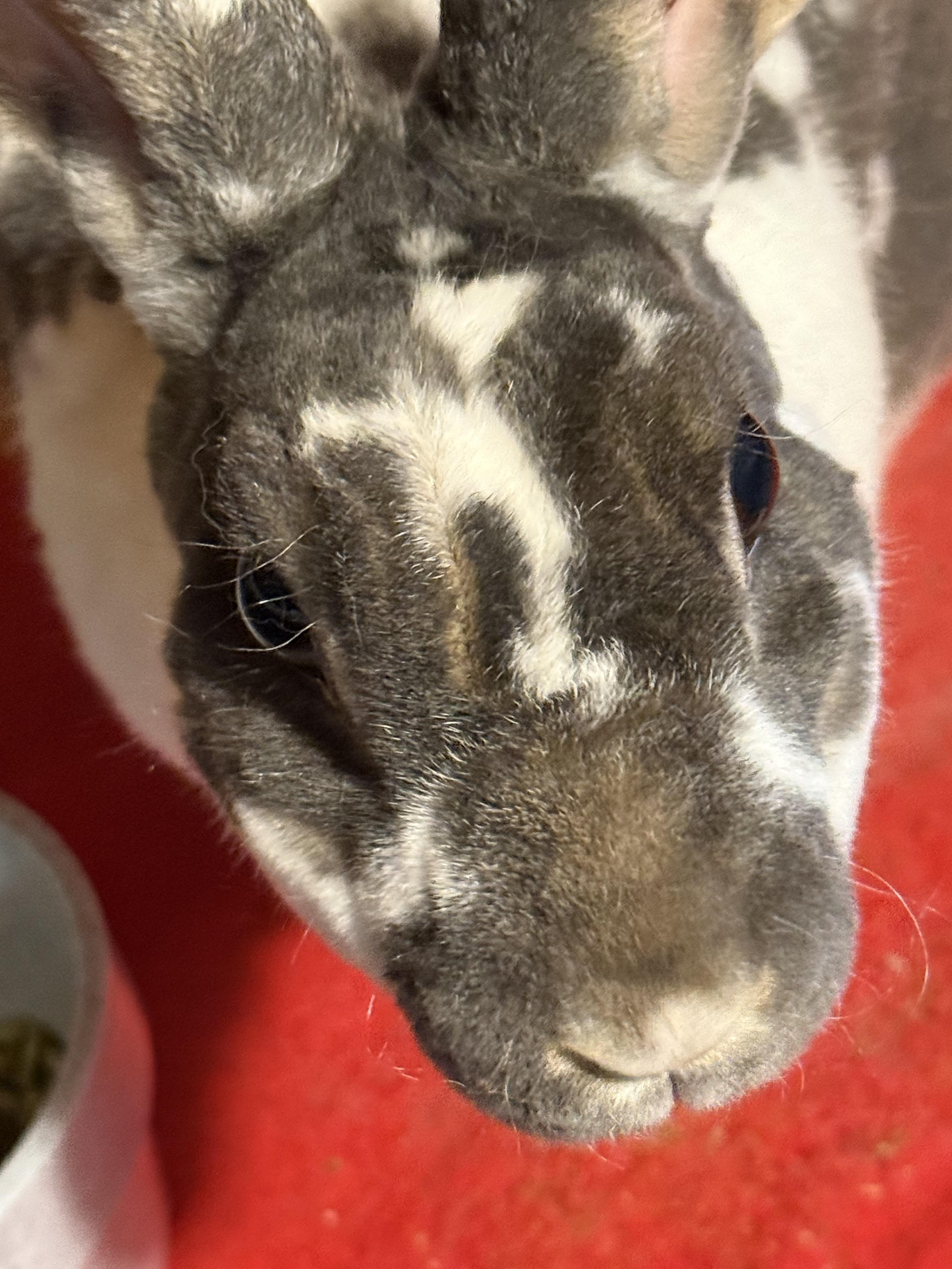Billy Bob, Adoptable, Adult Male Mini Rex.