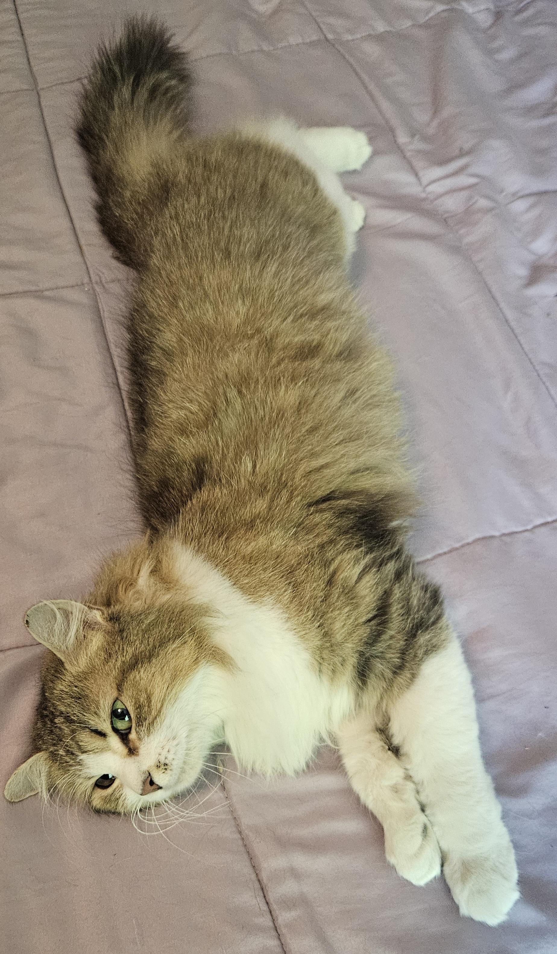 Fluffernutter, an adoptable Domestic Medium Hair in Racine, WI image 5/6