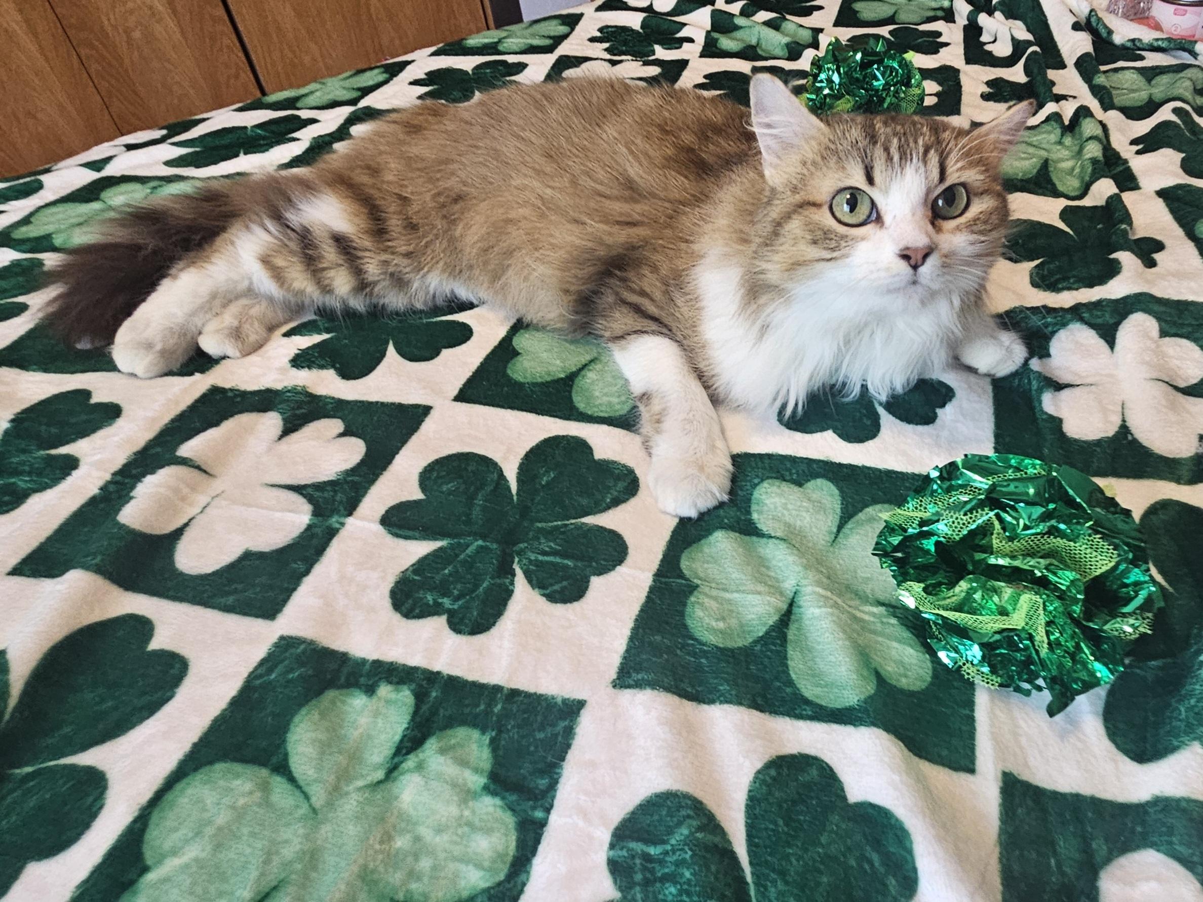 Fluffernutter, an adoptable Domestic Medium Hair in Racine, WI image 6/6