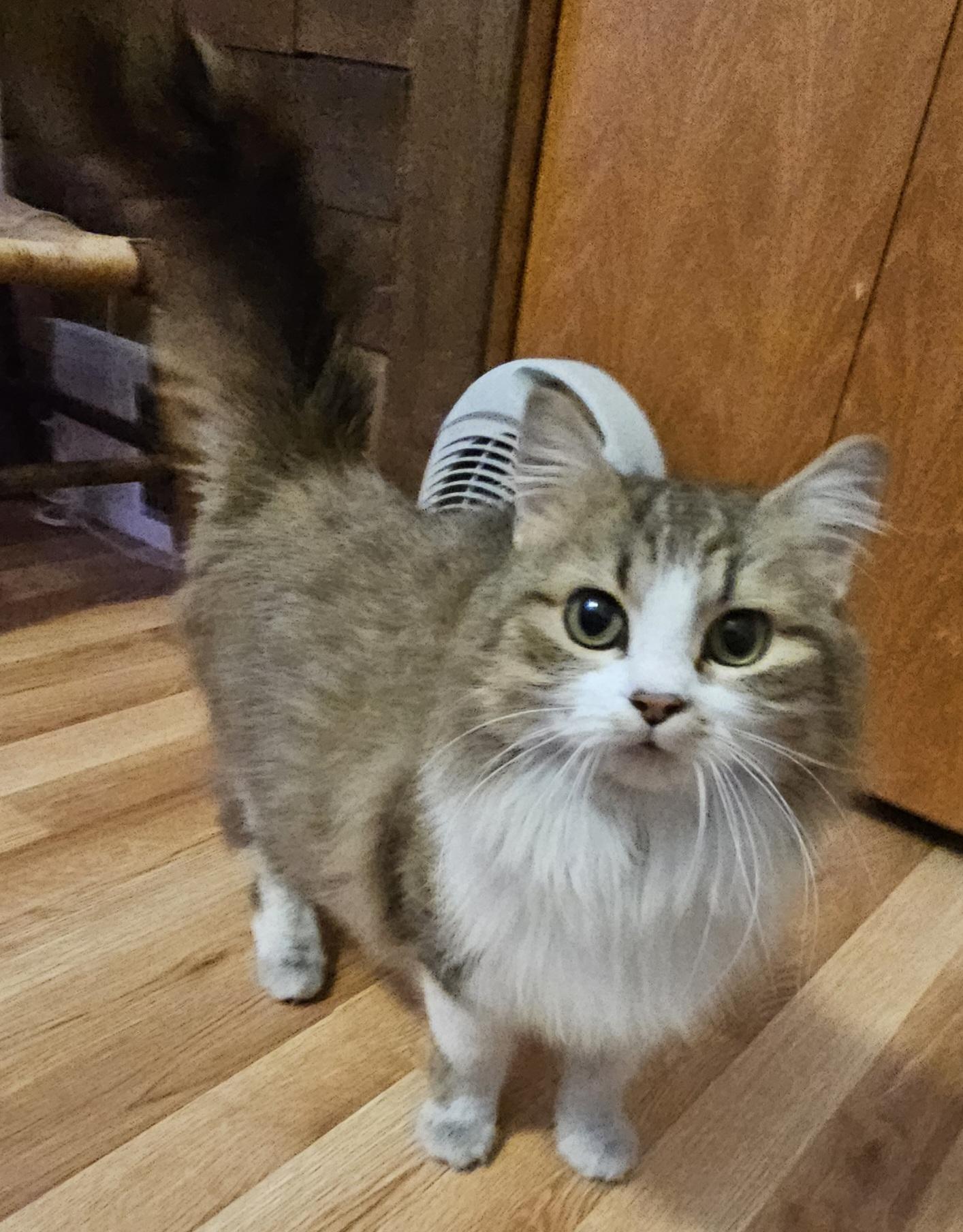 Fluffernutter, an adoptable Domestic Medium Hair in Racine, WI image 2/6
