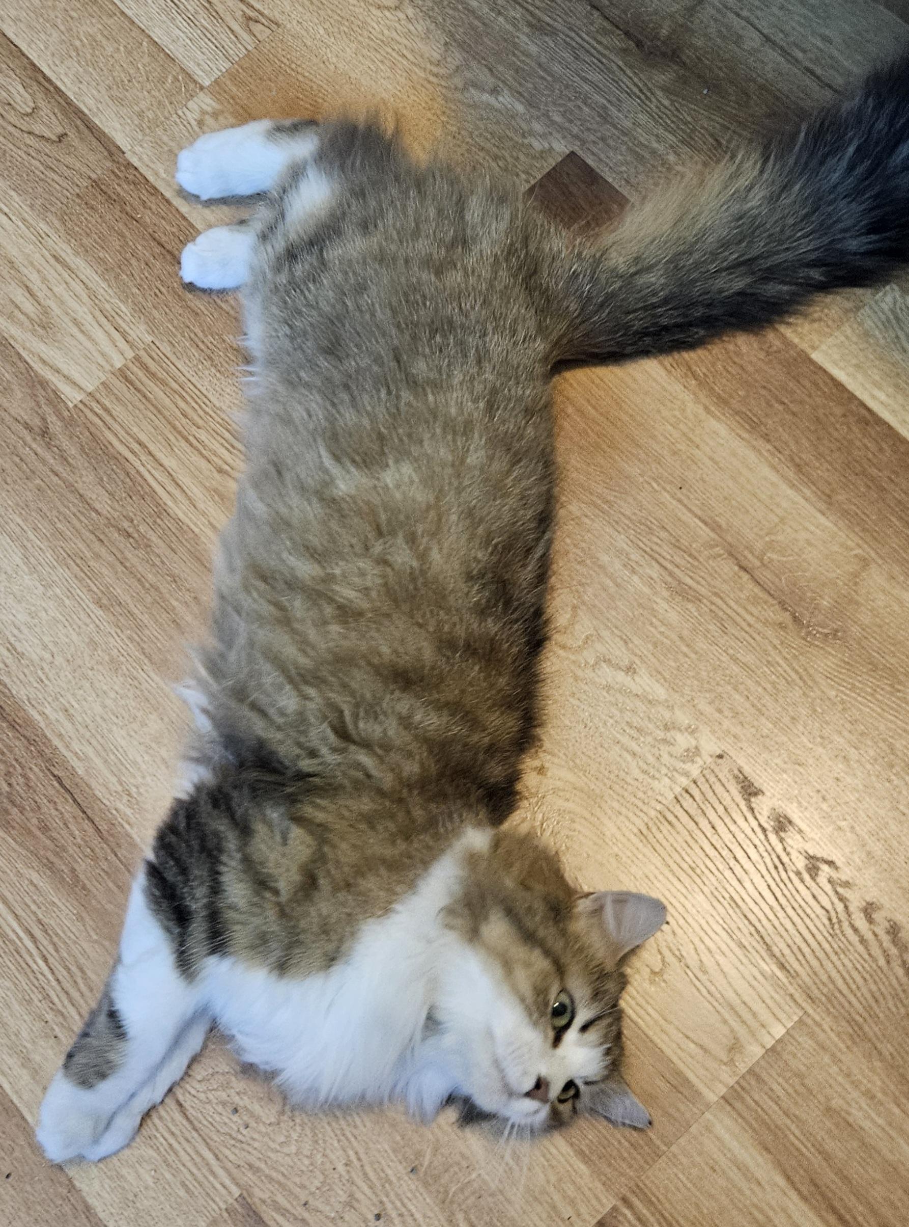 Fluffernutter, an adoptable Domestic Medium Hair in Racine, WI image 3/6