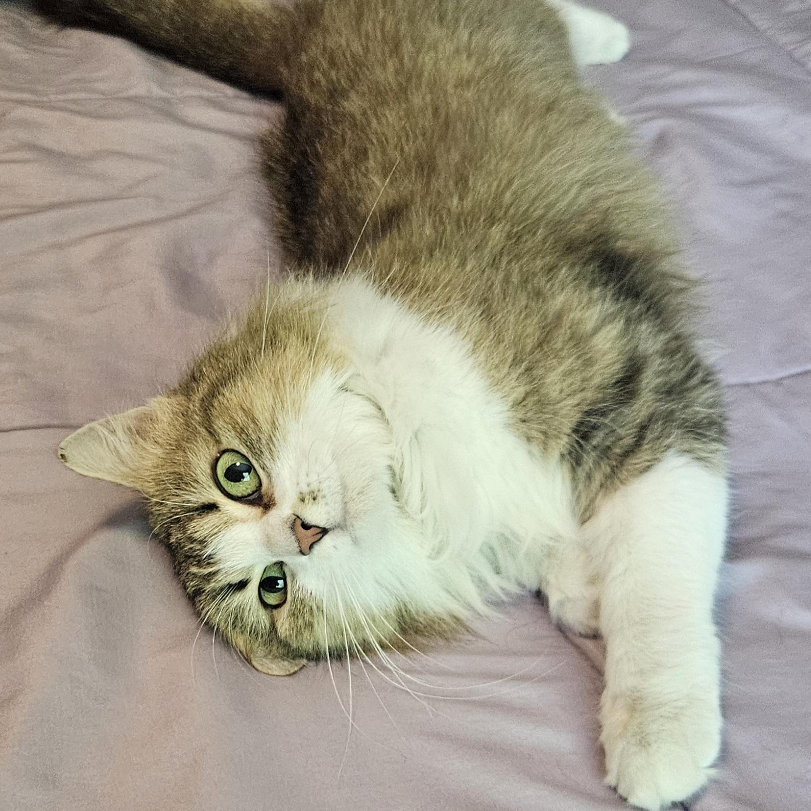 Fluffernutter, an adoptable Domestic Medium Hair in Racine, WI image 1/6