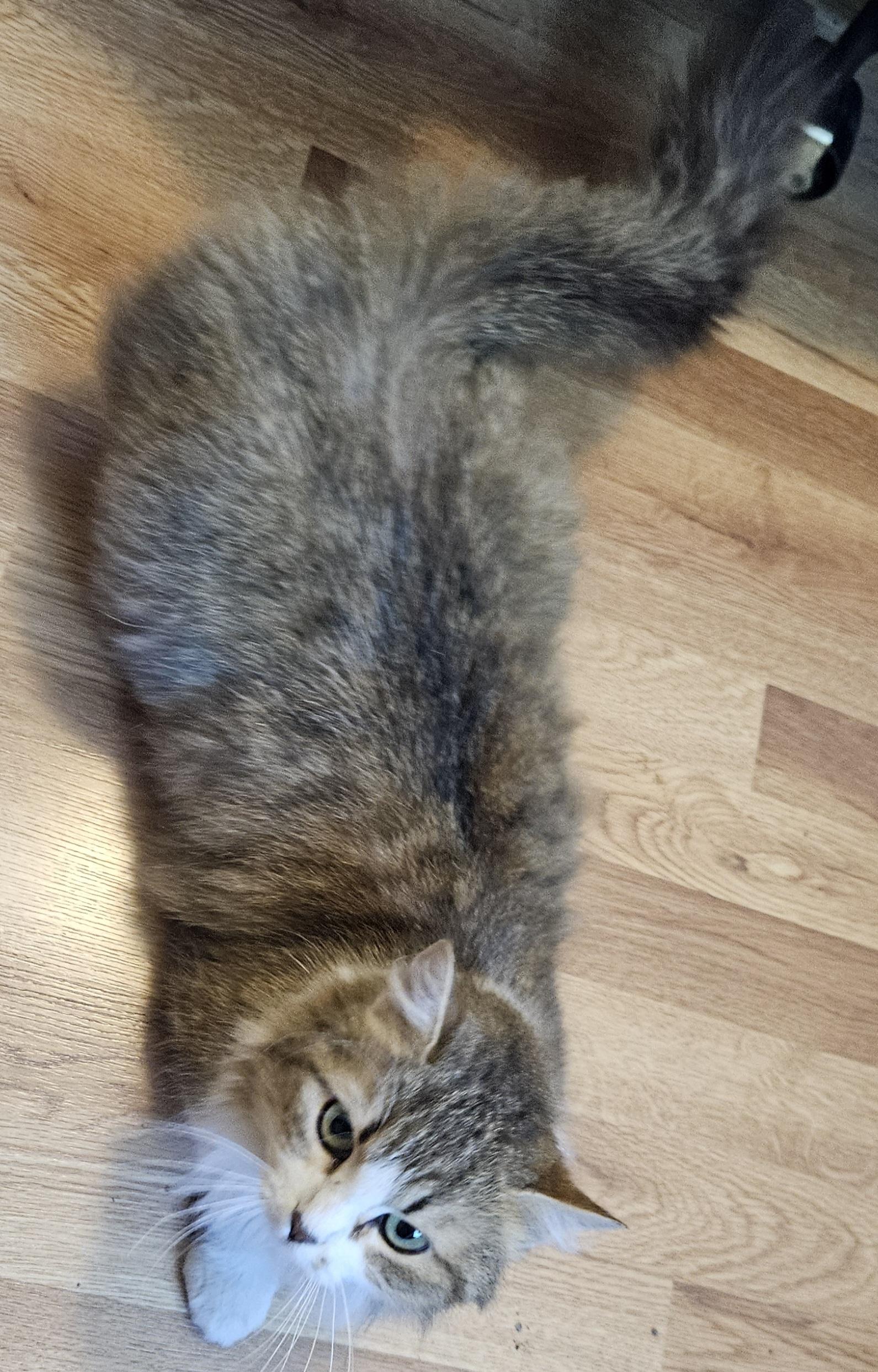Fluffernutter, an adoptable Domestic Medium Hair in Racine, WI image 4/6