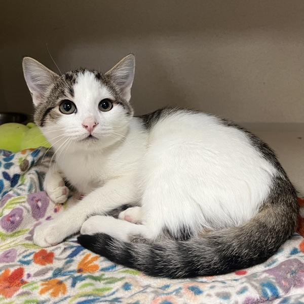 Wakka, Adoptable, Kitten Male Domestic Short Hair.