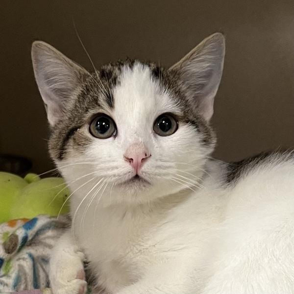 Wakka, a Adoptable mixed breed in Silverdale, WA image 2/3