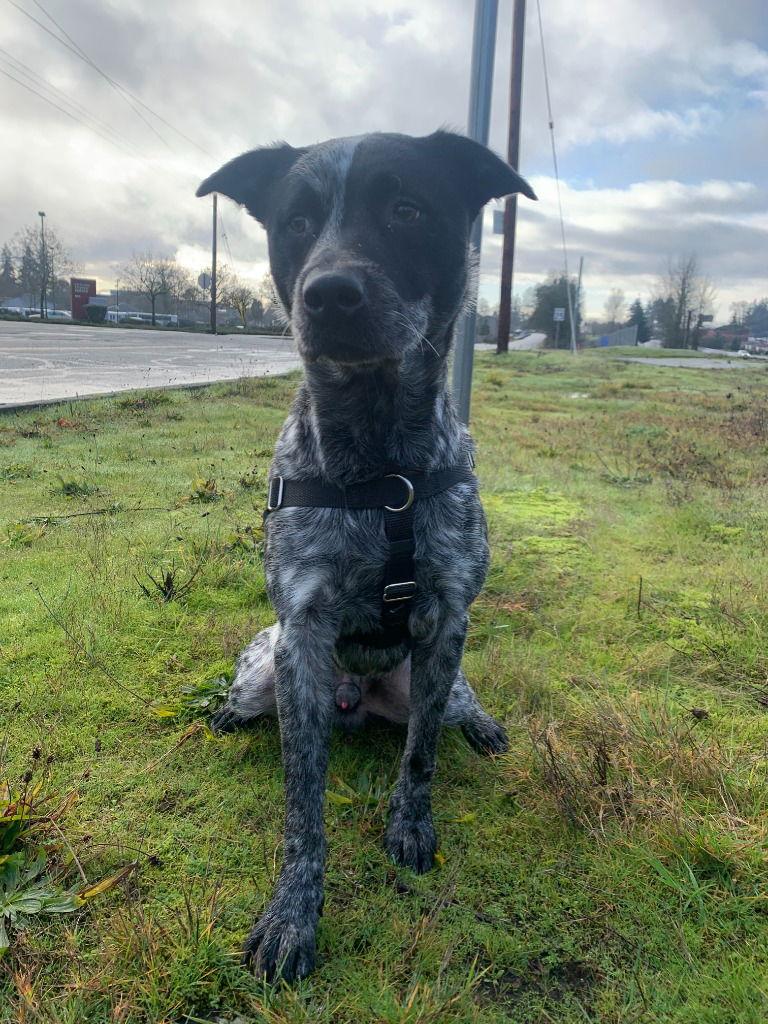 Enlarge Zeb, a Adoptable Cattle Dog in St. Helens, OR image 1/1