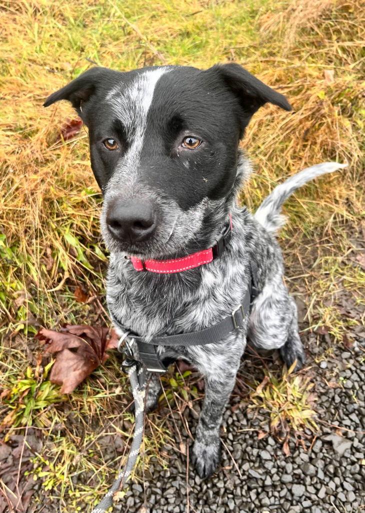Zeb, a Adoptable Cattle Dog in St. Helens, OR image 2/2