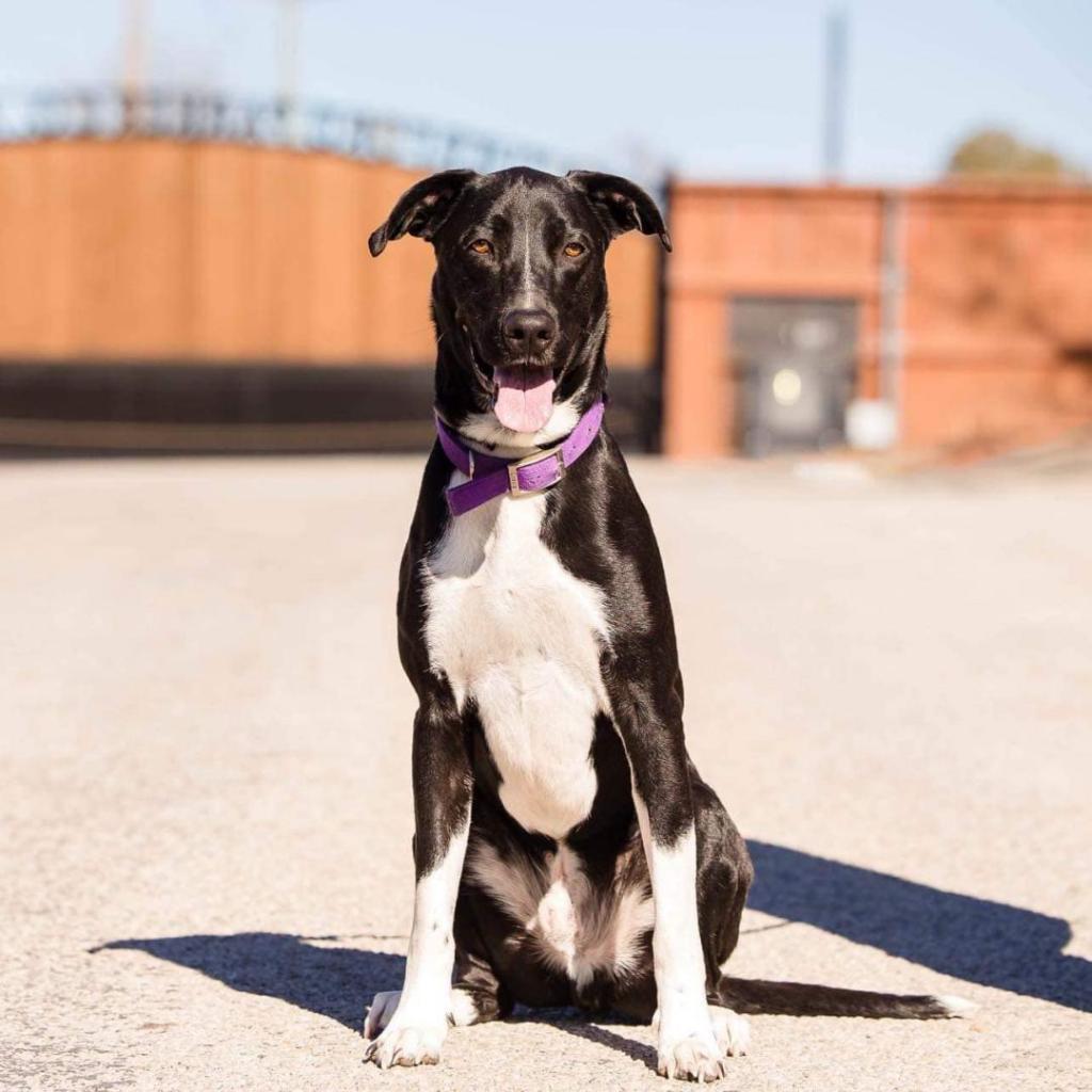 Enlarge Gusto, a Adoptable mixed breed in Weatherford, TX image 1/4