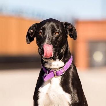 Enlarge Gusto, a Adoptable mixed breed in Weatherford, TX image 2/4