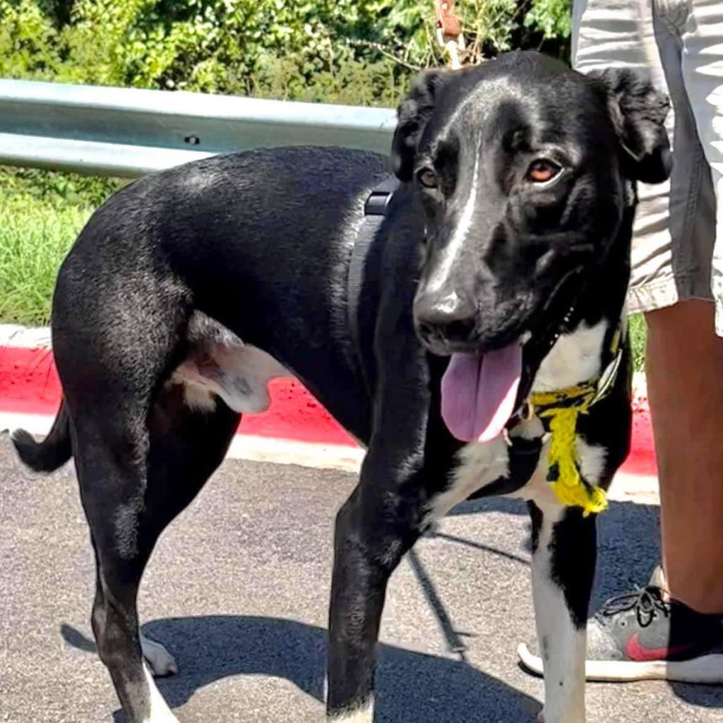 Enlarge Gusto, a Adoptable mixed breed in Weatherford, TX image 3/4