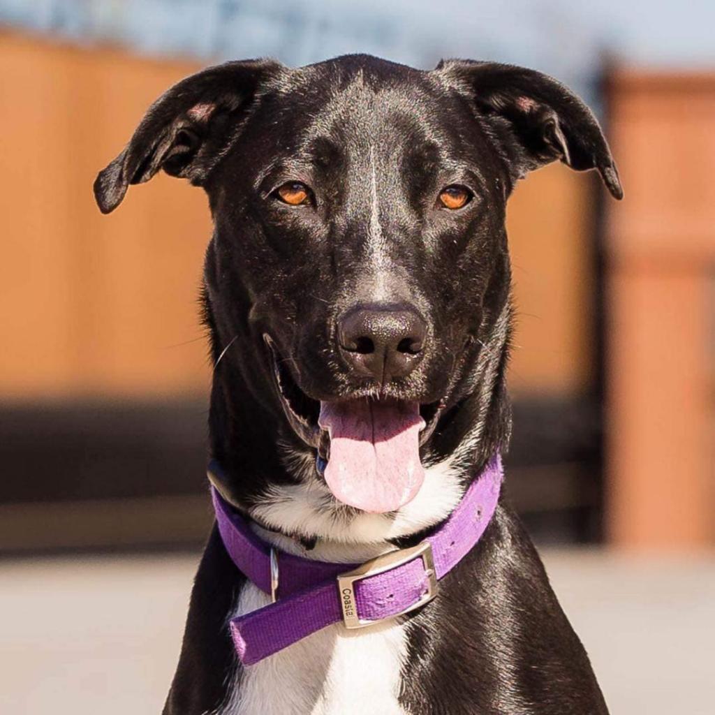 Enlarge Gusto, a Adoptable mixed breed in Weatherford, TX image 4/4