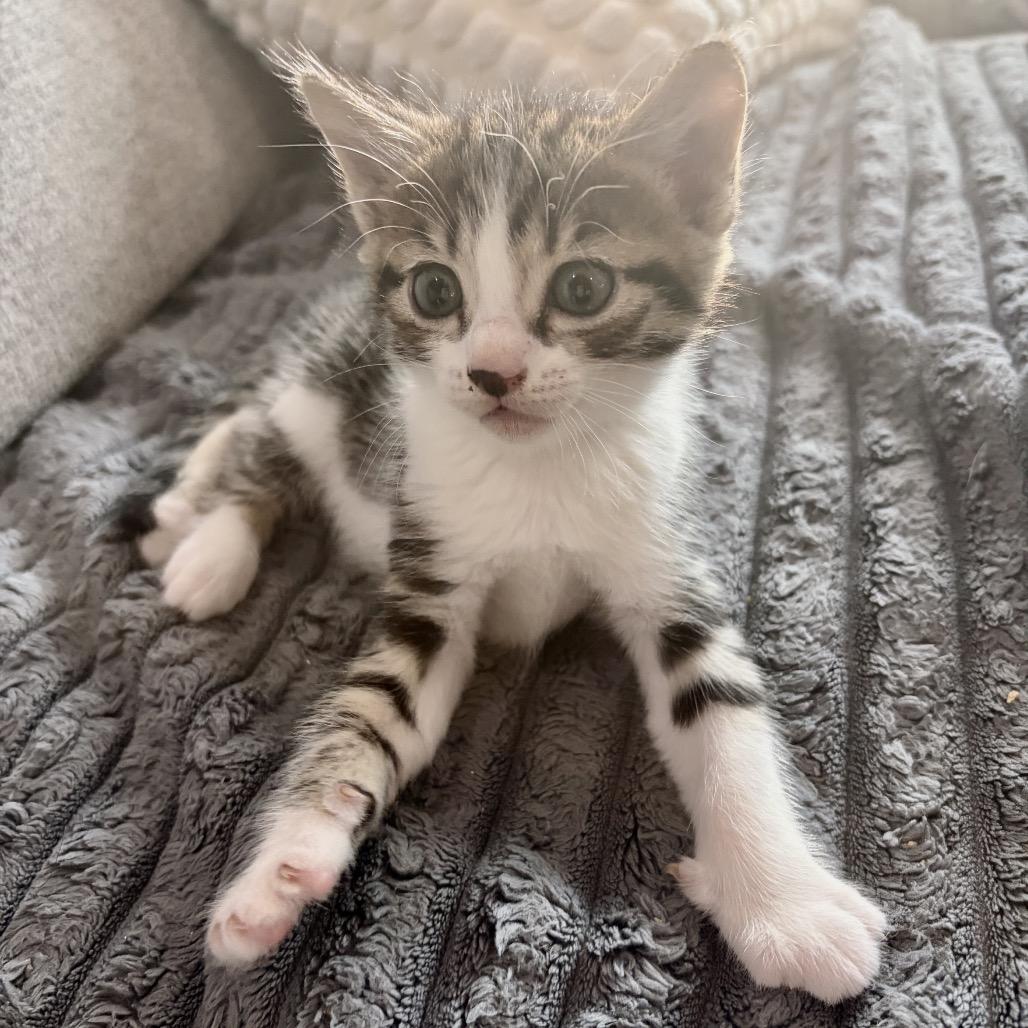 Phineas, Adoptable, Kitten Male Domestic Short Hair.