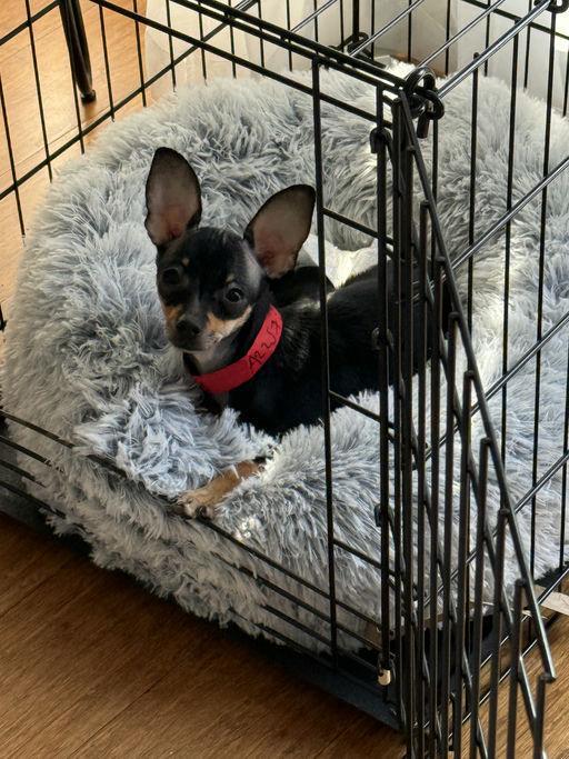 Angela, an adoptable Chihuahua in Los Angeles, CA image 4/4