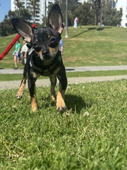 Angela, adoptable, Young Female Chihuahua.