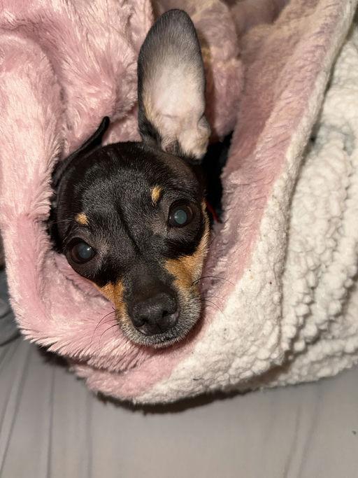 Angela, an adoptable Chihuahua in Los Angeles, CA image 2/4