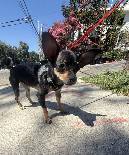 Angela, an adoptable Chihuahua in Los Angeles, CA image 3/4
