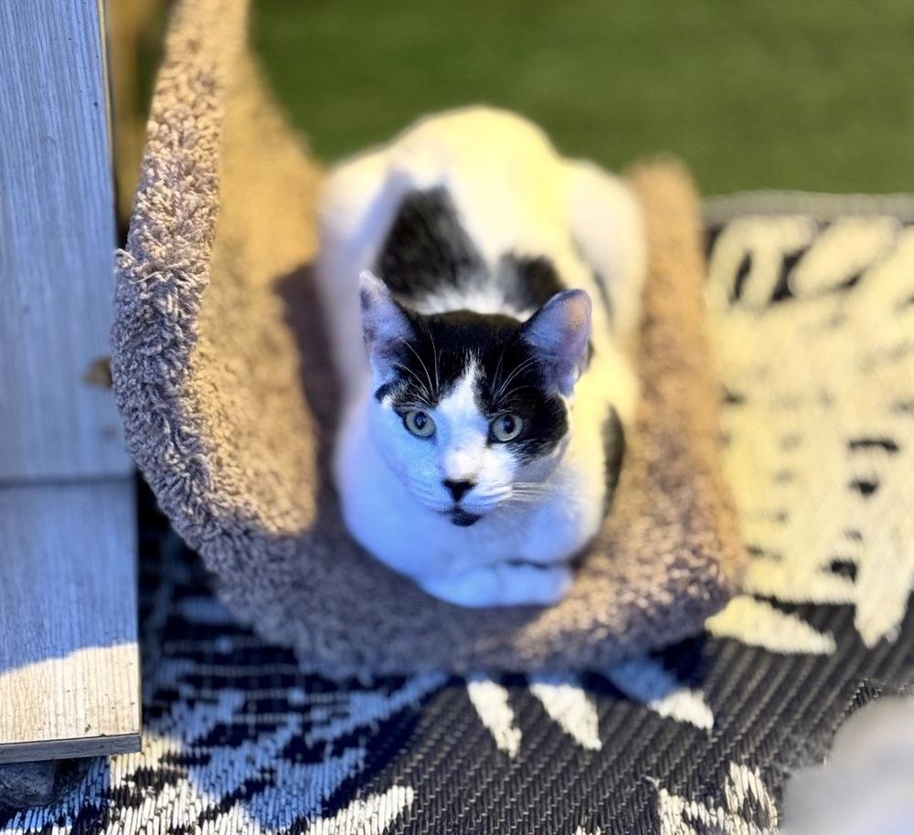 Bugsy, Adoptable, Adult Male Domestic Short Hair.