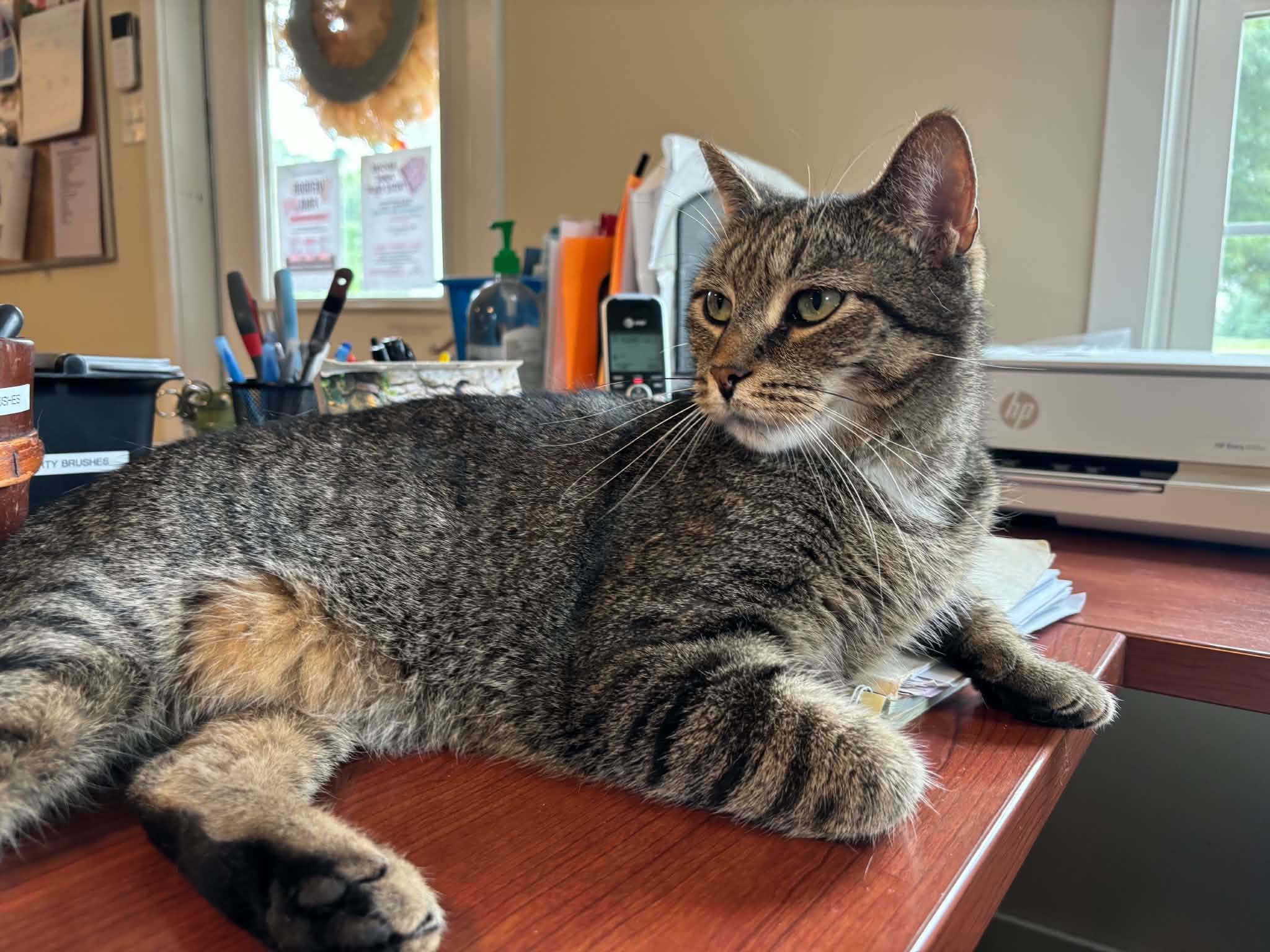 Beans, a ADOPTABLE Domestic Short Hair in Queenstown, MD image 4/6
