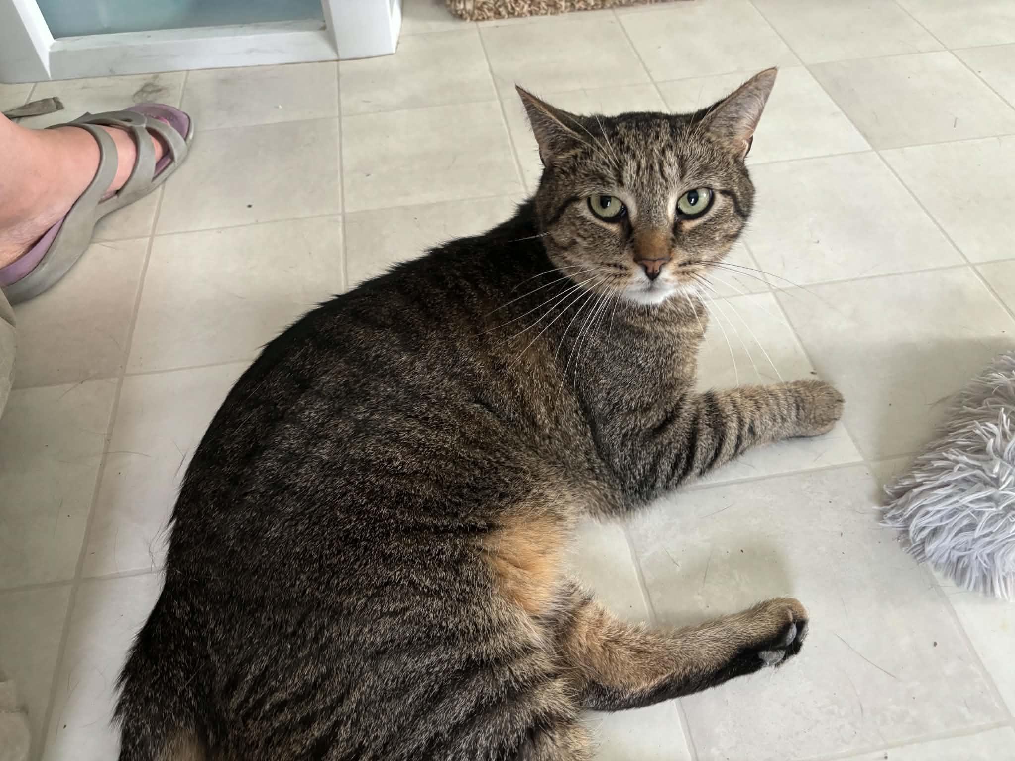 Beans, a ADOPTABLE Domestic Short Hair in Queenstown, MD image 5/6