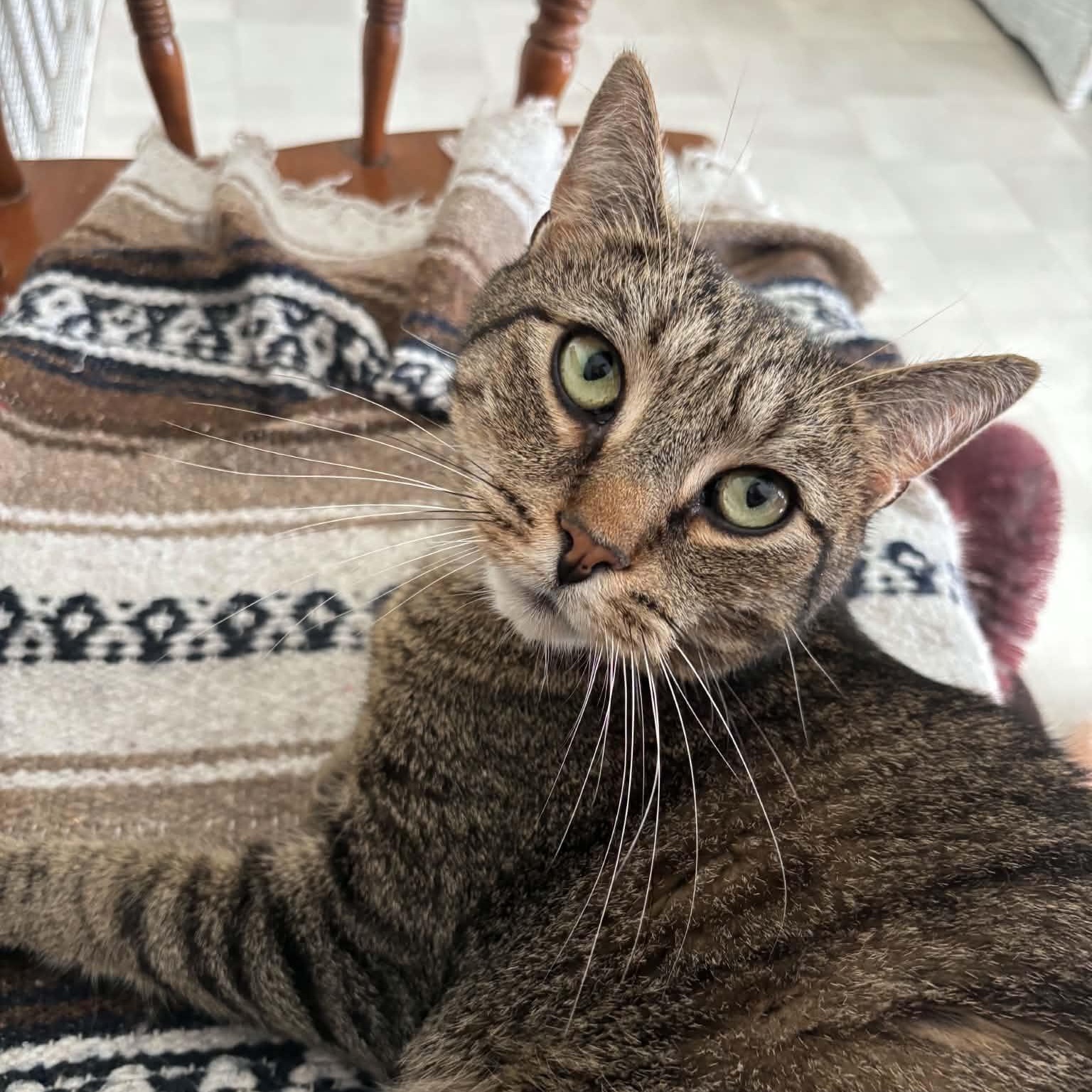 Beans, ADOPTABLE, Adult Male Domestic Short Hair.