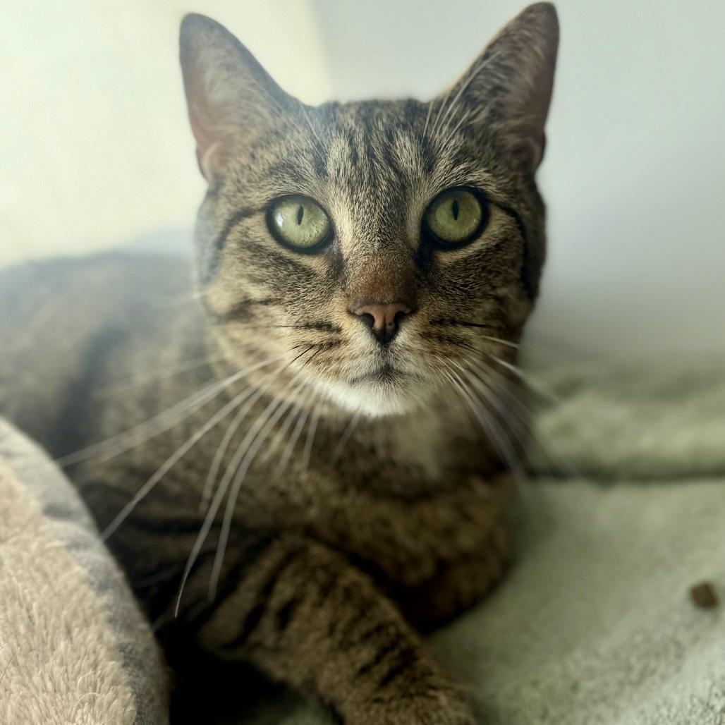 Beans, a ADOPTABLE Domestic Short Hair in Queenstown, MD image 2/6