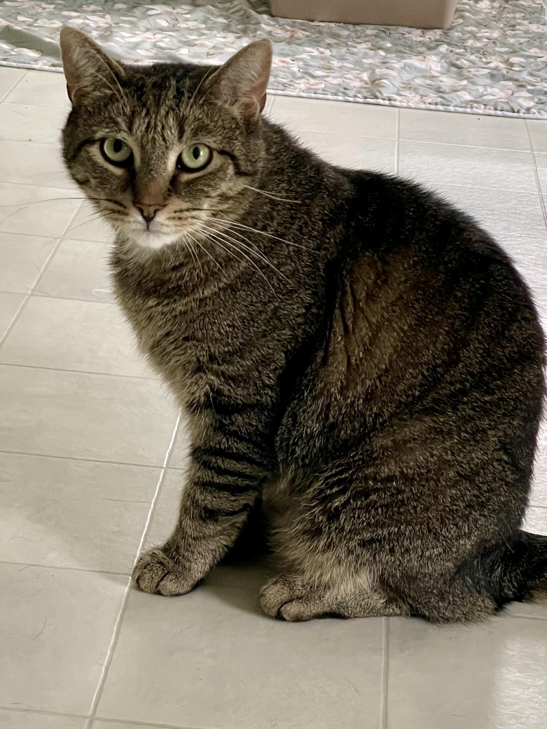 Beans, a ADOPTABLE Domestic Short Hair in Queenstown, MD image 6/6