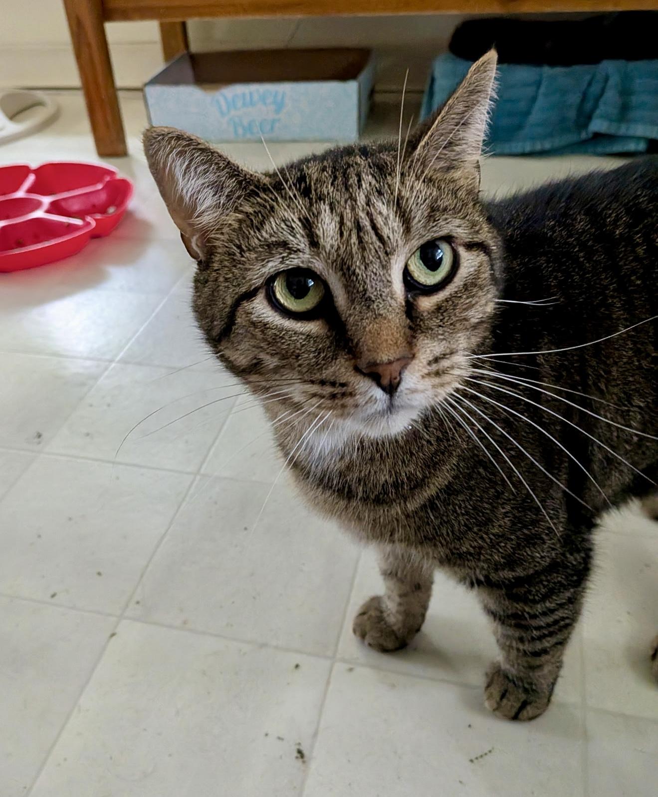Enlarge Beans, a Adoptable Domestic Short Hair in Queenstown, MD image 3/6