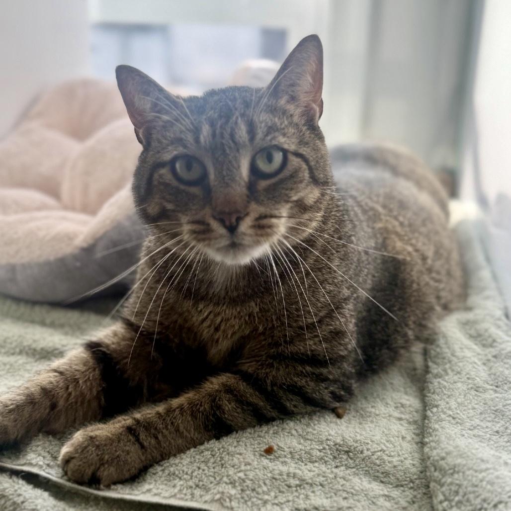 Beans, a ADOPTABLE Domestic Short Hair in Queenstown, MD image 3/6