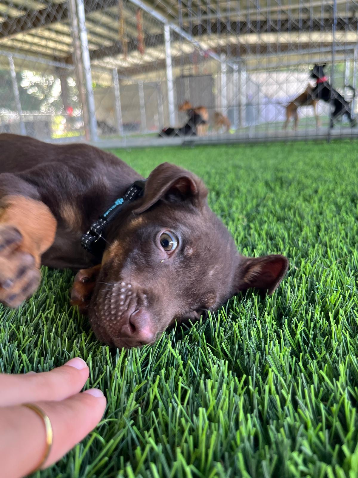 Zahra, a Adoptable mixed breed in Warwick, RI image 1/5