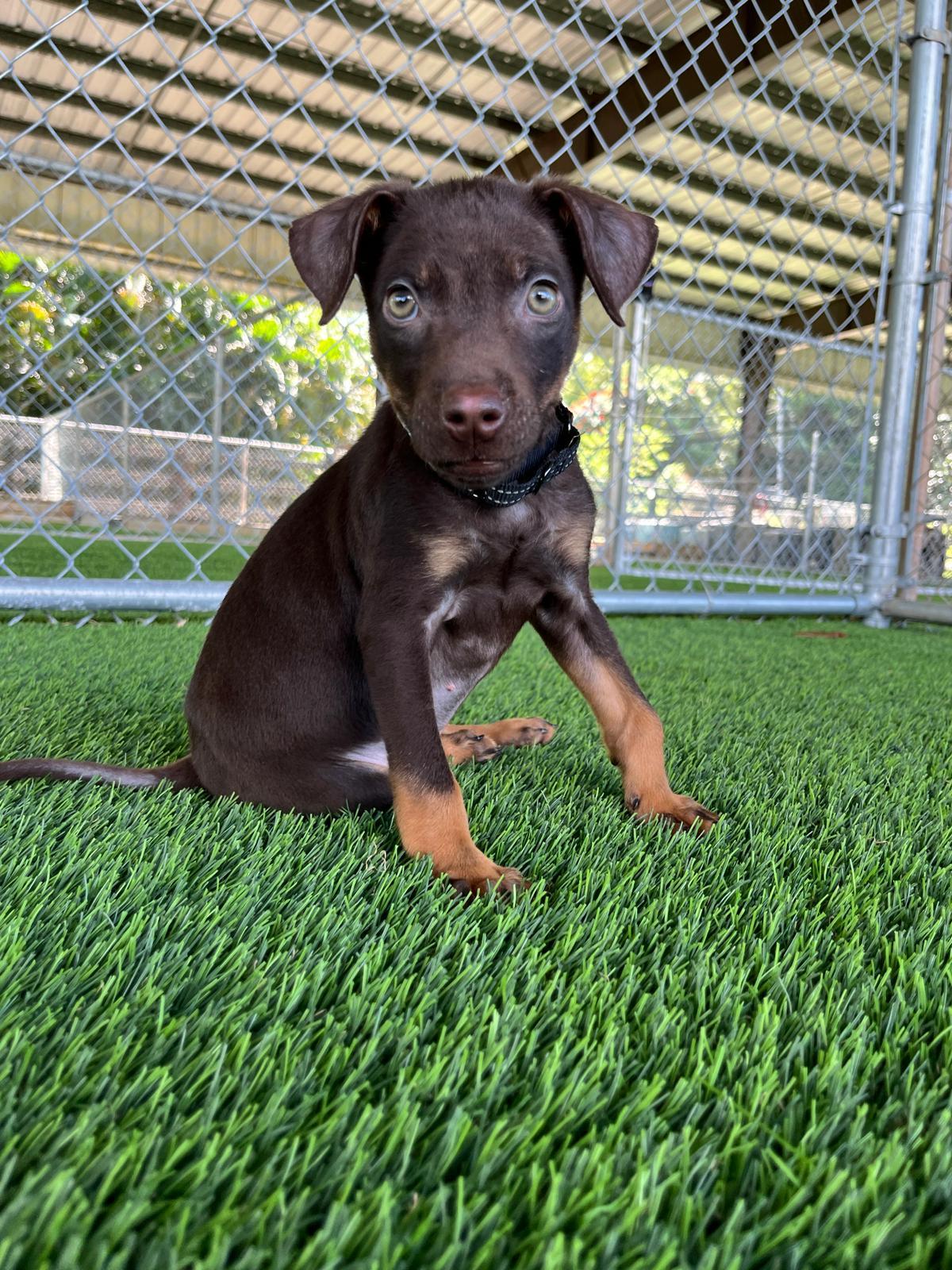 Zahra, a Adoptable mixed breed in Warwick, RI image 2/5