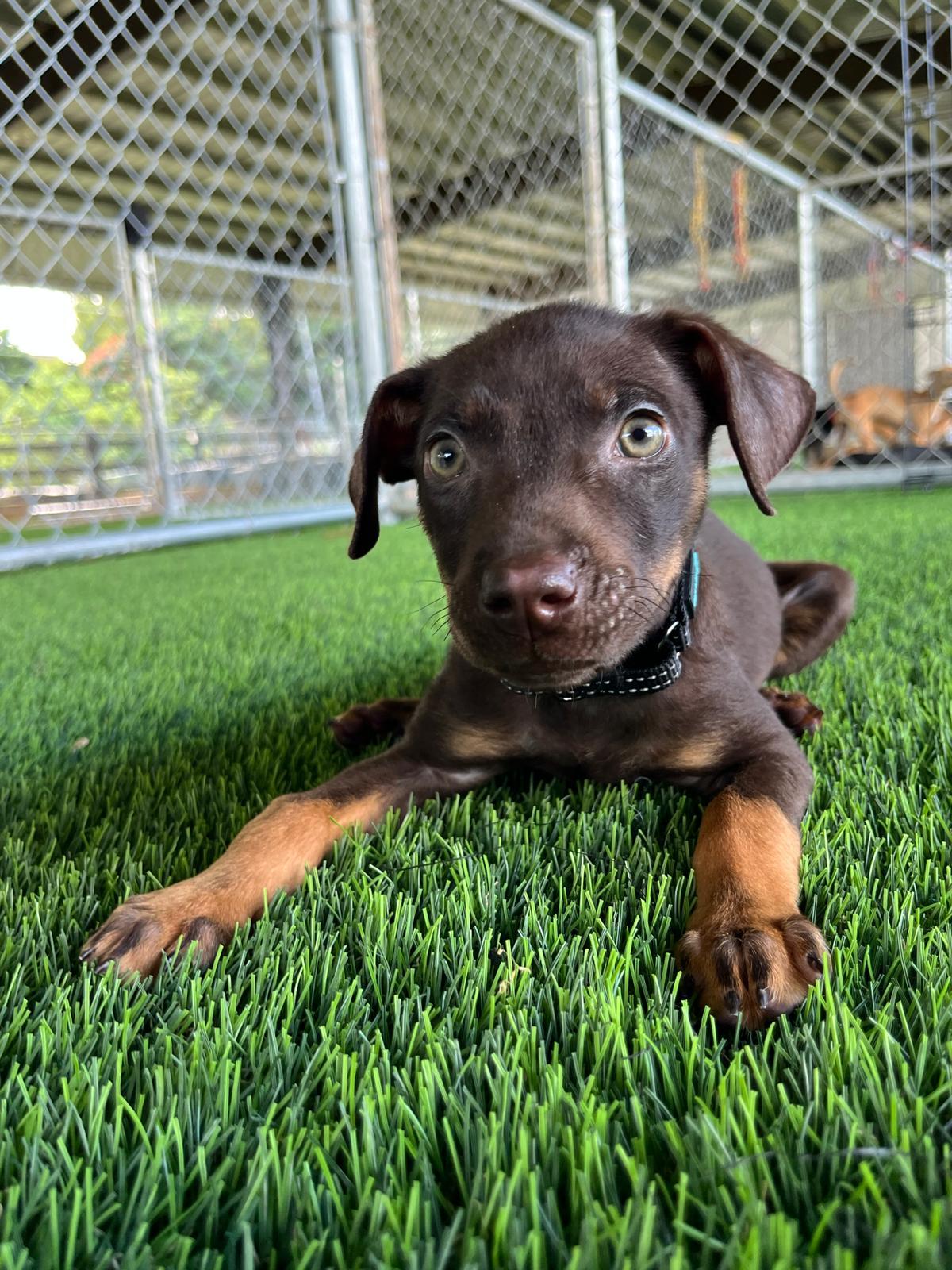 Zahra, a Adoptable mixed breed in Warwick, RI image 3/5