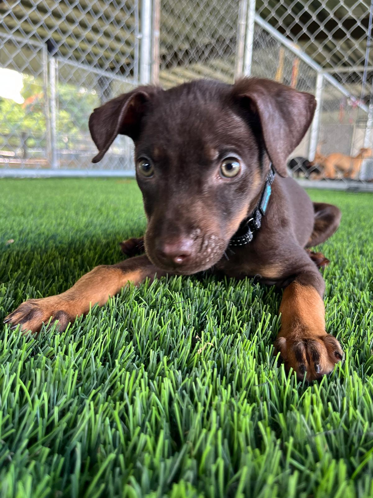 Zahra, a Adoptable mixed breed in Warwick, RI image 4/5