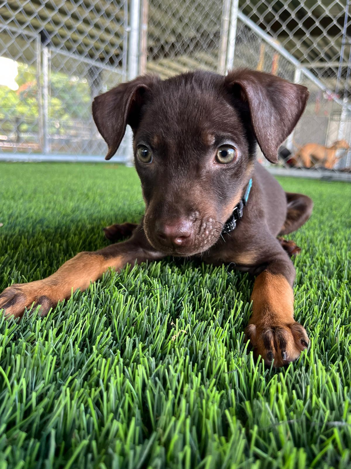 Zahra, a Adoptable mixed breed in Warwick, RI image 5/5