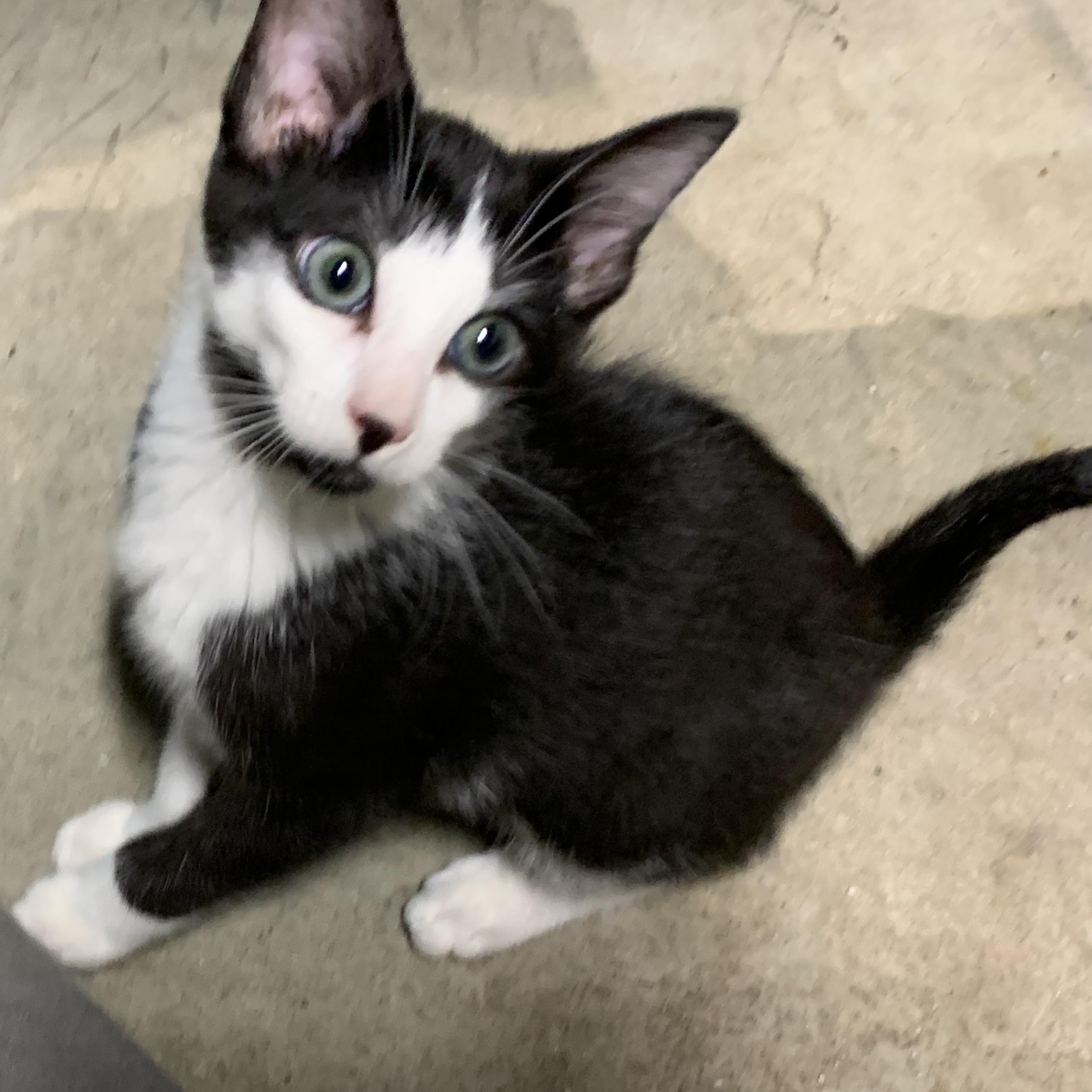 Enlarge Tennessee Jr., a Adoptable Domestic Short Hair in Stockholm, WI image 6/6