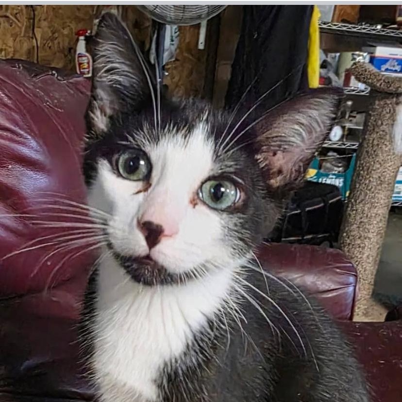 Tennessee Jr., Adoptable, Kitten Male Domestic Short Hair.