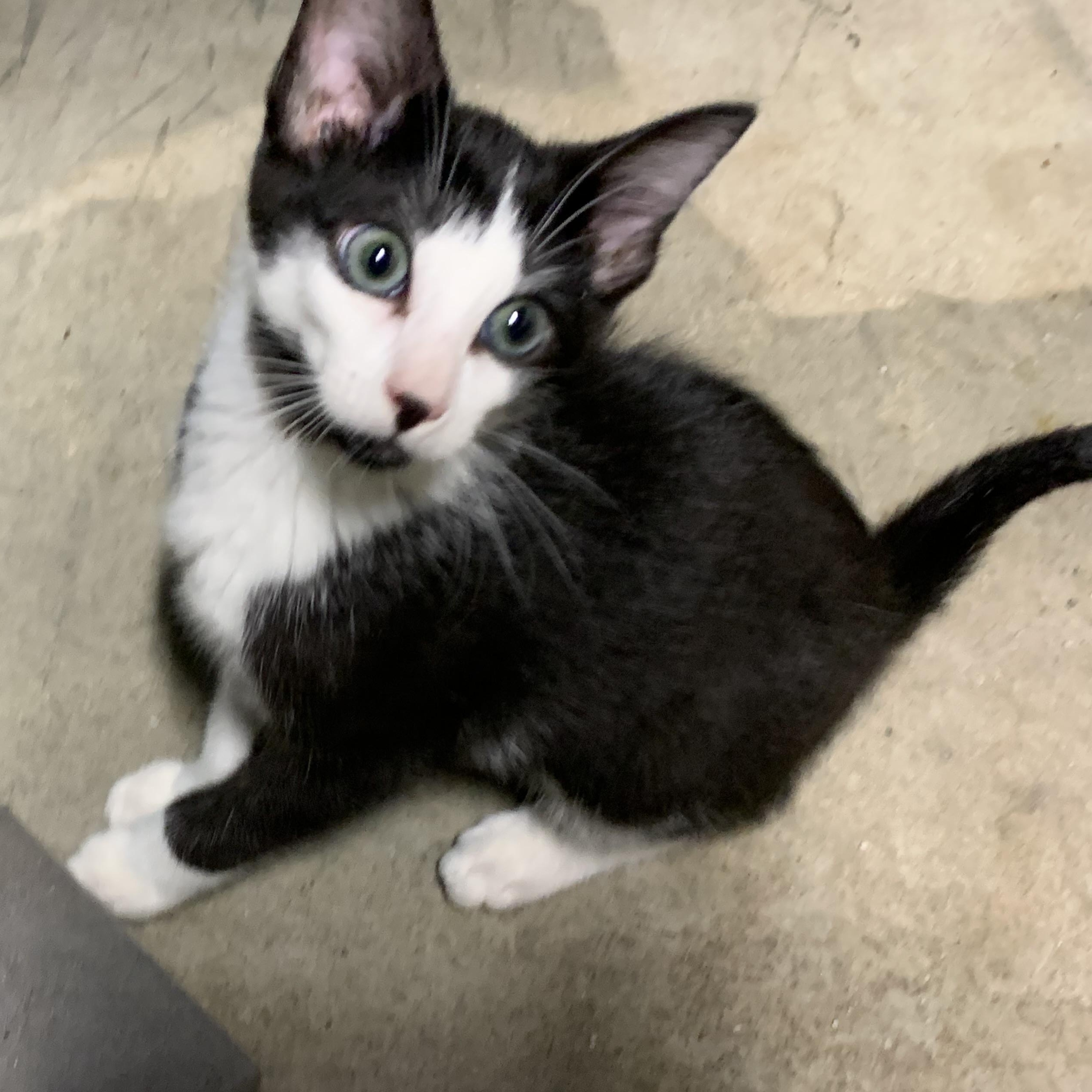 Enlarge Tennessee Jr., a Adoptable Domestic Short Hair in Stockholm, WI image 4/6