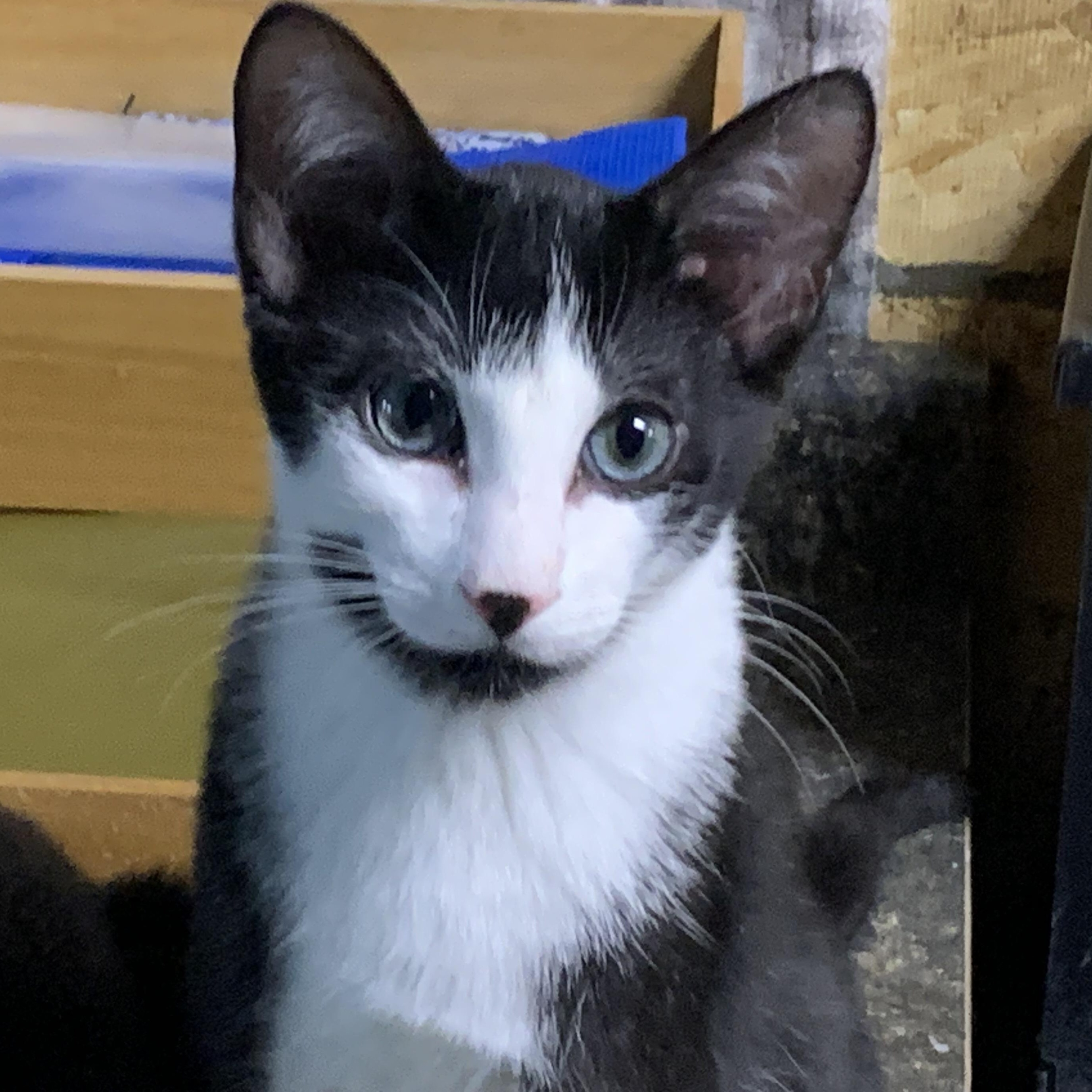 Enlarge Tennessee Jr., a Adoptable Domestic Short Hair in Stockholm, WI image 1/6