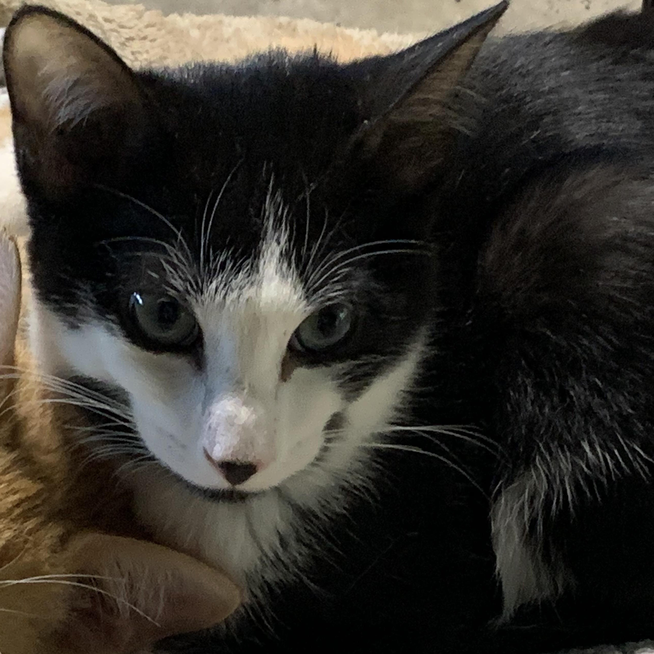 Enlarge Tennessee Jr., a Adoptable Domestic Short Hair in Stockholm, WI image 5/6